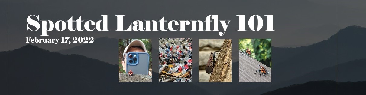 Spotted Lanternfly 101 banner with four representative images of invasive slf